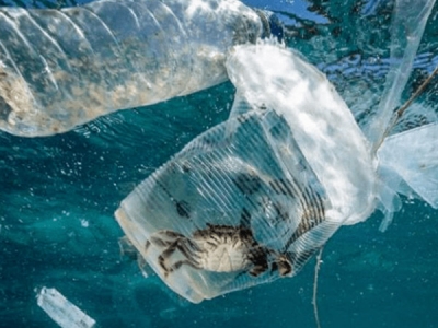 海洋塑膠污染，會(huì)對(duì)人體產(chǎn)生哪些危害？